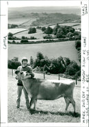 Cattle - Vintage Photograph