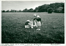 Farmee u NO LONGER CASTLE may mars Glynn CATTLE - Vintage Photograph