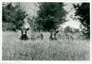 Cattle - Vintage Photograph