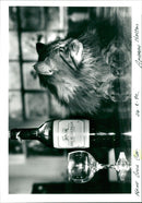 Cat. - Vintage Photograph