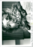 Cat. - Vintage Photograph