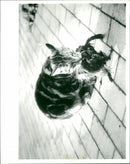 Cat. - Vintage Photograph