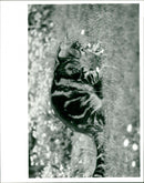 Cat. - Vintage Photograph