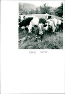 Cattle, Cows - Vintage Photograph