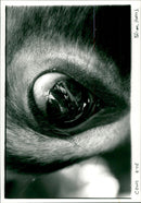 Cattle, Cows eye - Vintage Photograph