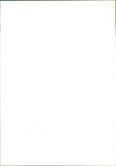 Cattle - Vintage Photograph