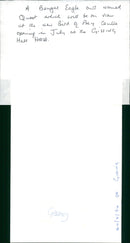 Bengal Eagle owl - Vintage Photograph