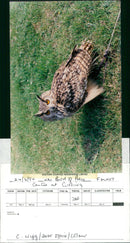 Bengal Eagle owl - Vintage Photograph