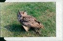 Bengal Eagle owl - Vintage Photograph