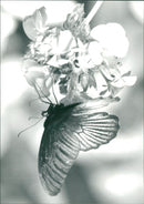 Great Ellingham - Vintage Photograph