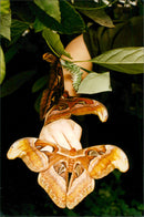 Great Ellingham - Vintage Photograph