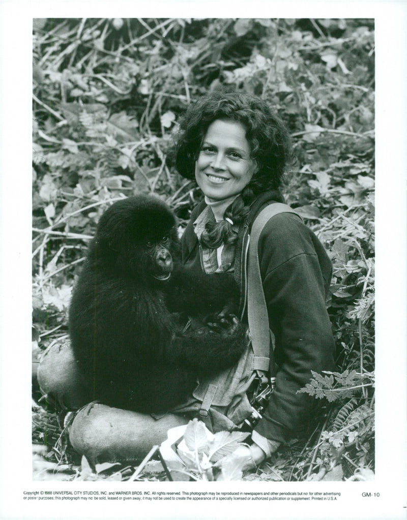 Sigourney Weaver plays the role of Dian Fossey in the movie "The Gourd of the Thorny Mountains" - Vintage Photograph