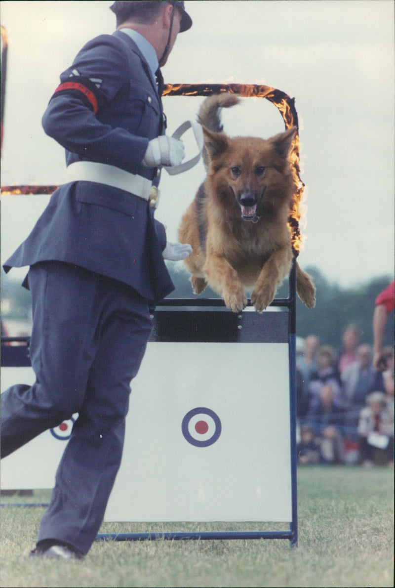Eye show at Eye town, dog stunt - Vintage Photograph