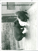 Bill, the Himalayan sun bear, makes friends with Chummy on his arrival at Cromer Zoo. - Vintage Photograph