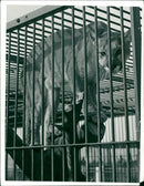 View of animals in the cage. - Vintage Photograph