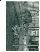 View of animals in the cage. - Vintage Photograph