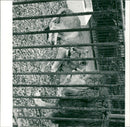 View of animals in the cage. - Vintage Photograph