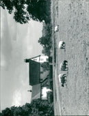 View of animals in the field. - Vintage Photograph
