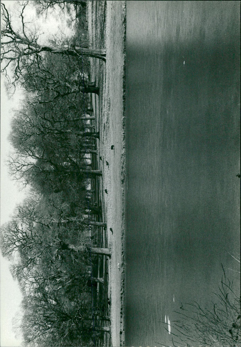 View of lake. - Vintage Photograph