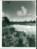 Bungay Falion meadow - Vintage Photograph