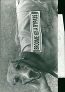 View of dog. - Vintage Photograph