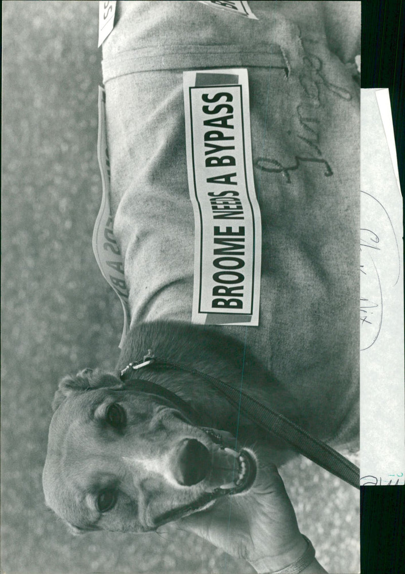 View of dog. - Vintage Photograph