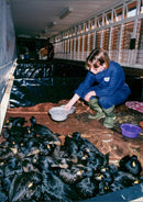 A woman giving food to the animals. - Vintage Photograph