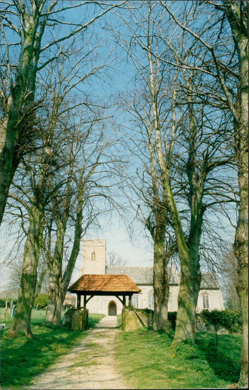 East Tuddenham church seen through it's avenue of lime trees - Vintage Photograph