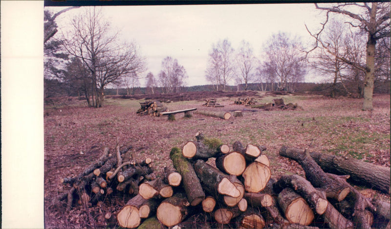 Bridgham's view of nature - Vintage Photograph