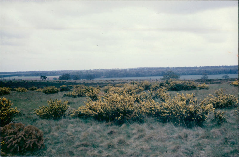 Bridgham's view of nature - Vintage Photograph
