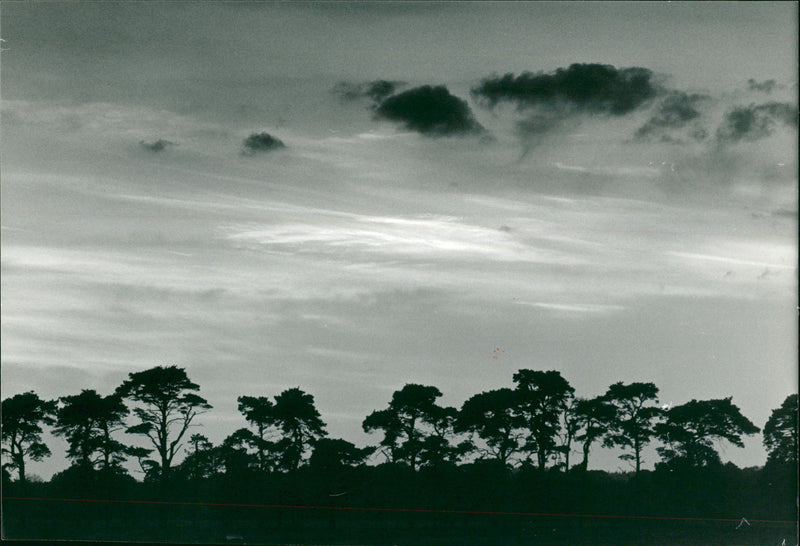 Bridgham's view of nature - Vintage Photograph
