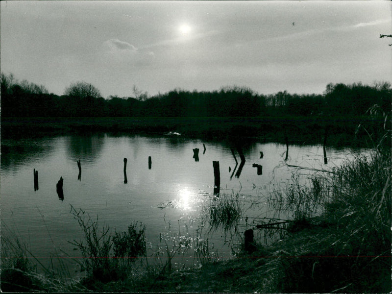 Bridgham's view of nature - Vintage Photograph