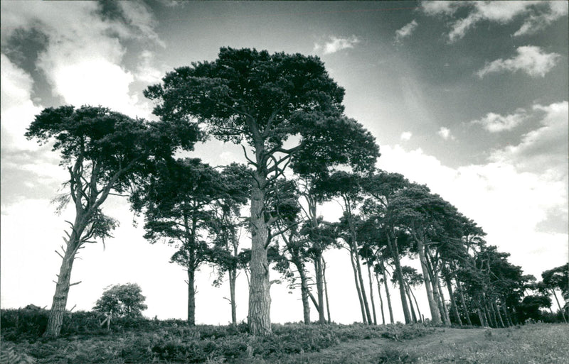 Bridgham's view of nature - Vintage Photograph