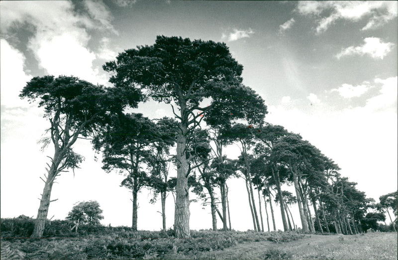 Bridgham's view of nature - Vintage Photograph