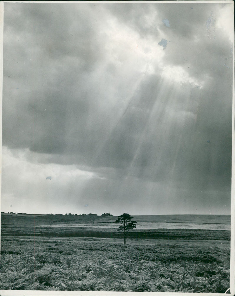 Bridgham's view of nature - Vintage Photograph