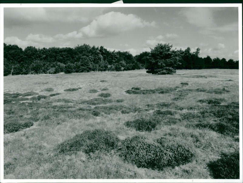 Bridgham's view of nature - Vintage Photograph