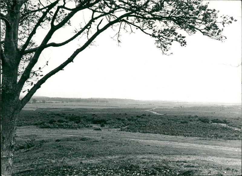 Bridgham's view of nature - Vintage Photograph