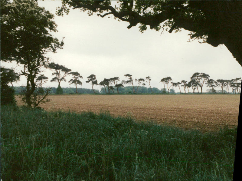 Bridgham's view of nature - Vintage Photograph