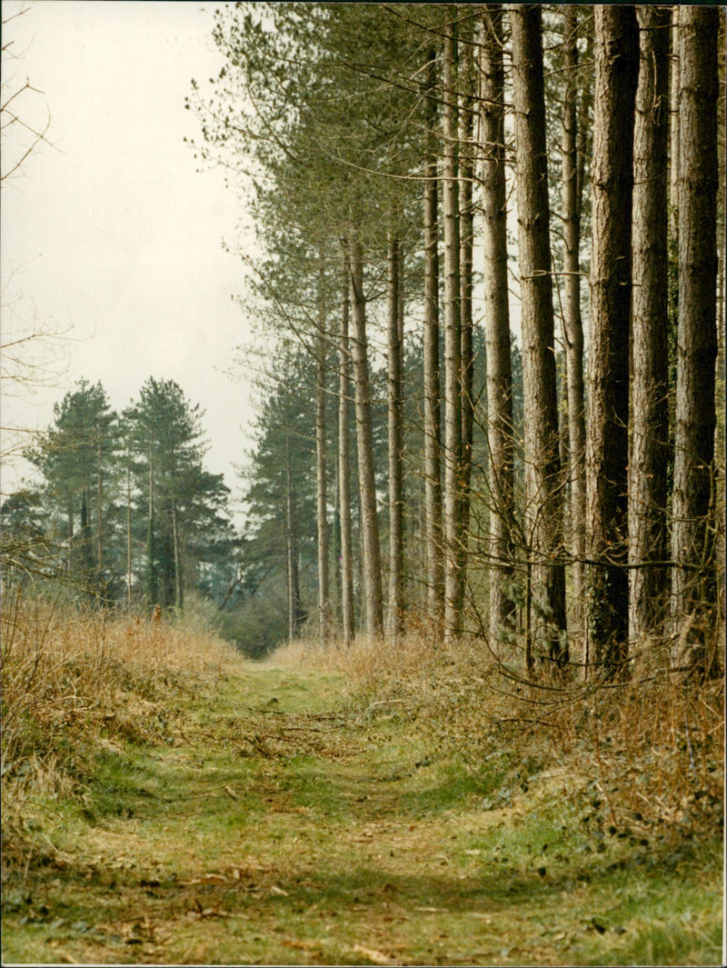Bridgham's view of nature - Vintage Photograph