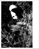 Panda - Vintage Photograph