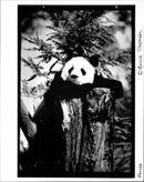 Panda - Vintage Photograph