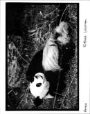 Panda - Vintage Photograph
