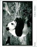 Panda - Vintage Photograph