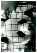 Panda - Vintage Photograph