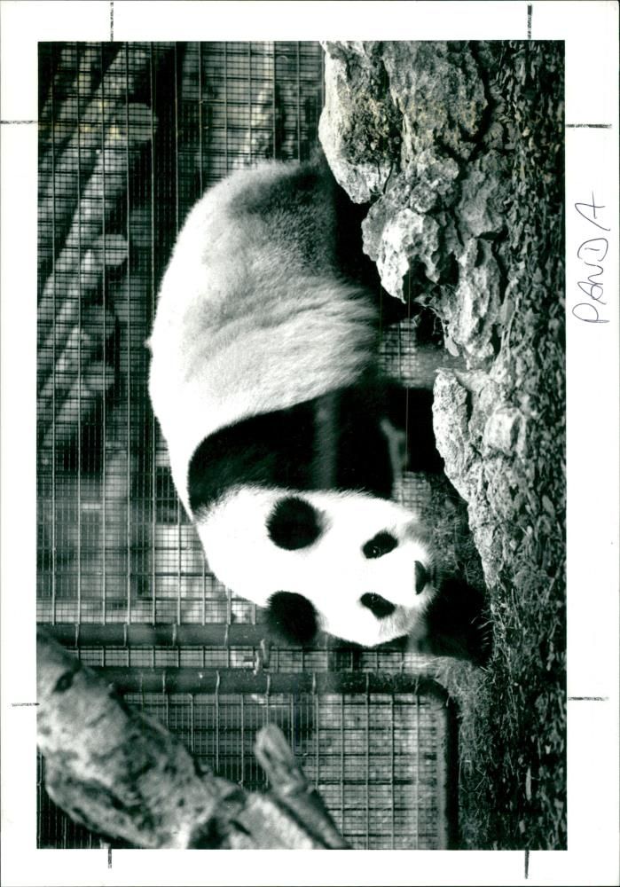 Chinese Panda Ming Ming, London Zoo - Vintage Photograph