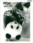 Panda - Vintage Photograph