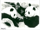 Pandas - Vintage Photograph