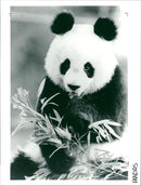 Panda - Vintage Photograph