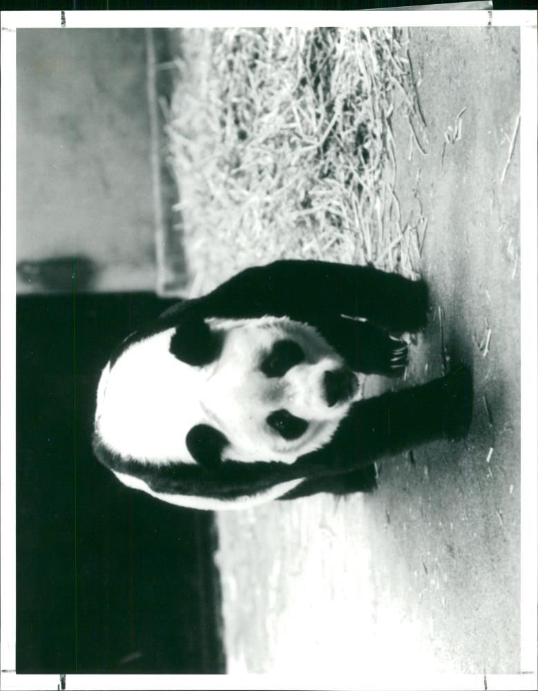 Giant panda. - Vintage Photograph