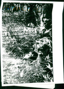 Giant panda. - Vintage Photograph